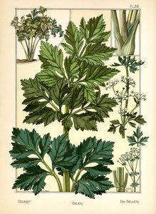 The Celery